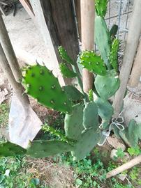 Fico d'india pala piccola 