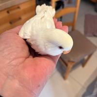 Inseparabili allevati a mano