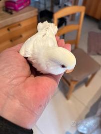 Inseparabili allevati a mano
