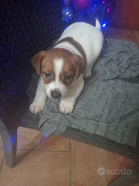 Cuccioli di Jack Russell