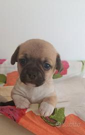Chihuahua