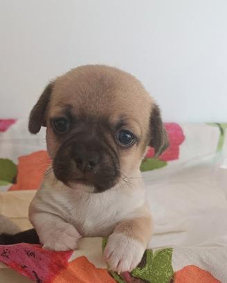 Chihuahua