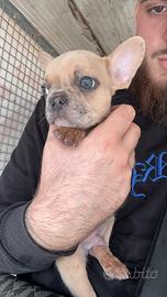 Bull dog francese