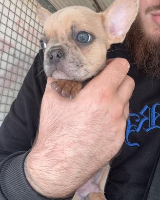 Bull dog francese