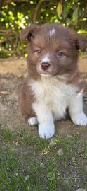 Border collie