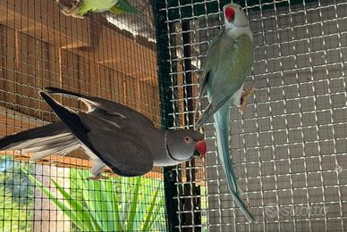 Coppia parrocchetti dal collare