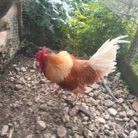 Gallo