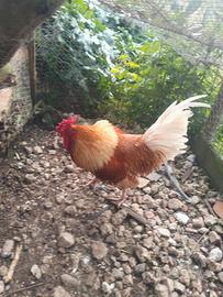 Gallo