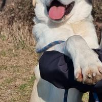 Fiocco: labrador mix grandissimo