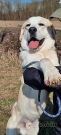 Fiocco: labrador mix grandissimo