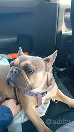 Cane bulldog francese