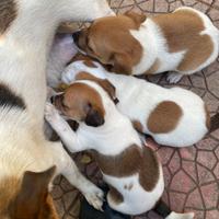 Cuccioli jack russell incroci