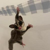 Coppia di petauri maschi