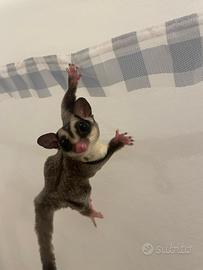 Coppia di petauri maschi