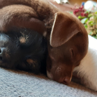 Cucciolone