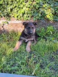 Cuccioli pastore tedesco