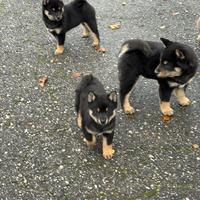 Shiba Inu cuccioli con Pedigree Italiano