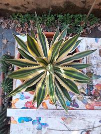 Agave Lophantha Quadricolor
