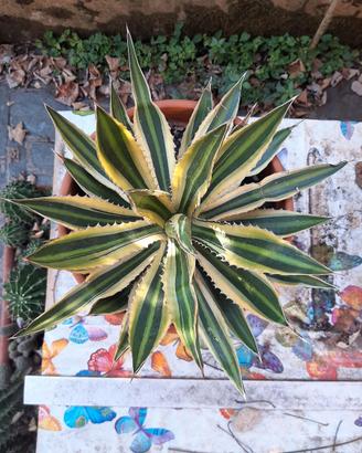 Agave Lophantha Quadricolor
