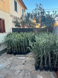 Olivi Koroneiki in vaso