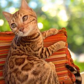 Cuccioli Gatto Bengala