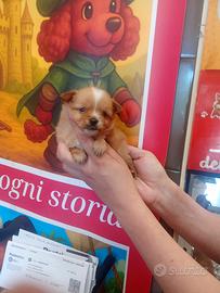 Maltese mini toy maschio