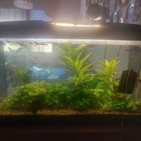 ACQUARIO FERPLAST 80 LT