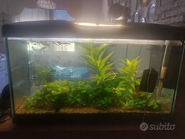 ACQUARIO FERPLAST 80 LT