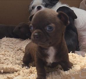 Chihuahua toy