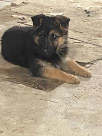 Cucciolina pastore tedesco