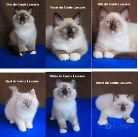 Affettuosi cuccioli razza RAGDOLL con pedigree