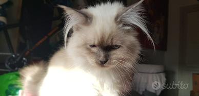 Gattina cucciola himalayana leggi bene