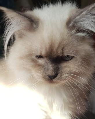 Gattina cucciola himalayana leggi bene