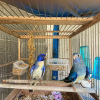 Coppia neophema
