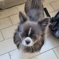 Chihuahua maschio disponibile per monta