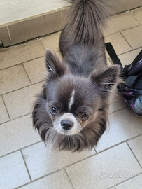 Chihuahua maschio disponibile per monta