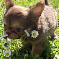 Cuccioli di piccola taglia