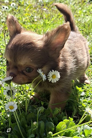 Cuccioli di piccola taglia