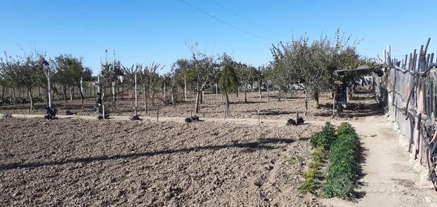 Terreno Agricolo 70 ordini