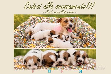 Cuccioli Jack Russell terrier