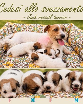 Cuccioli Jack Russell terrier