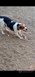 Beagle maschio
