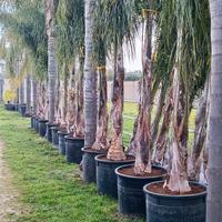 COCOS PLUMOSA PRONTO EFFETTO 