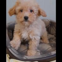 Maltipoo cuccioli