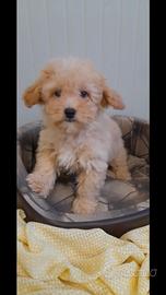 Maltipoo cuccioli