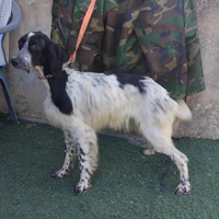 Setter inglese