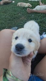 Cucciolo Golden retriever
