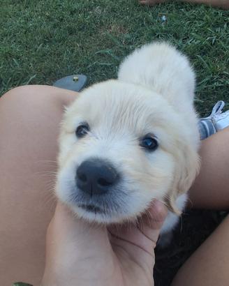 Cucciolo Golden retriever