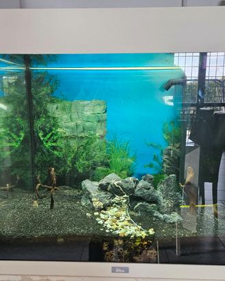 Acquario  juwel 120 L