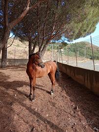 Puledra ispano araba